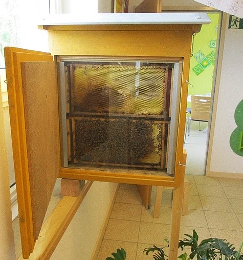 Bienenschaukasten im Flur